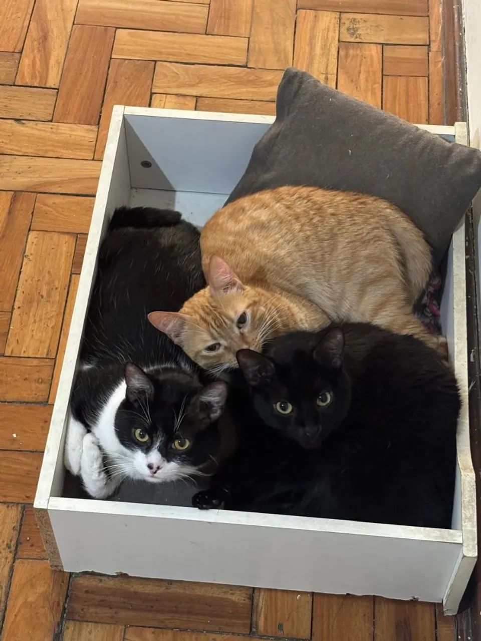 Gatos para doação  - Foto 2