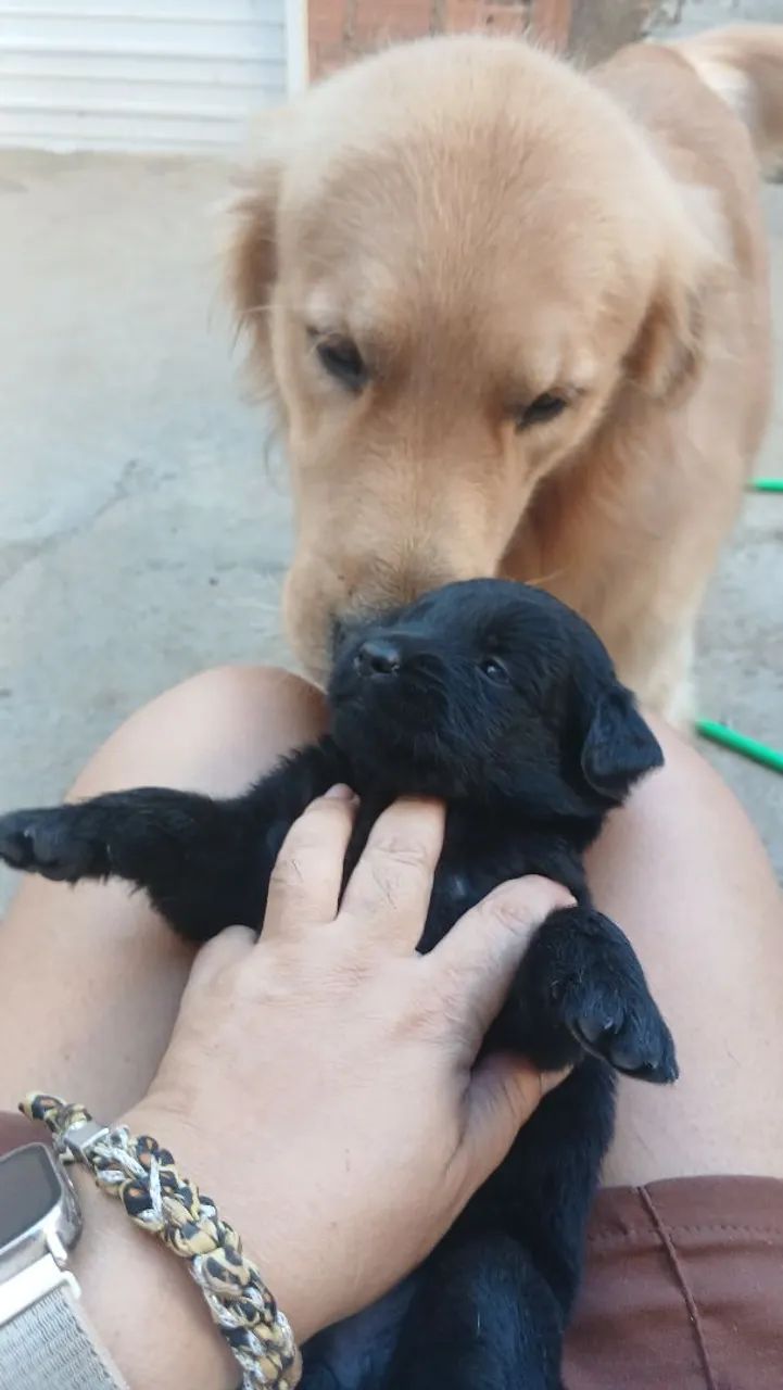 Filhotes de Labragold  - Foto 5