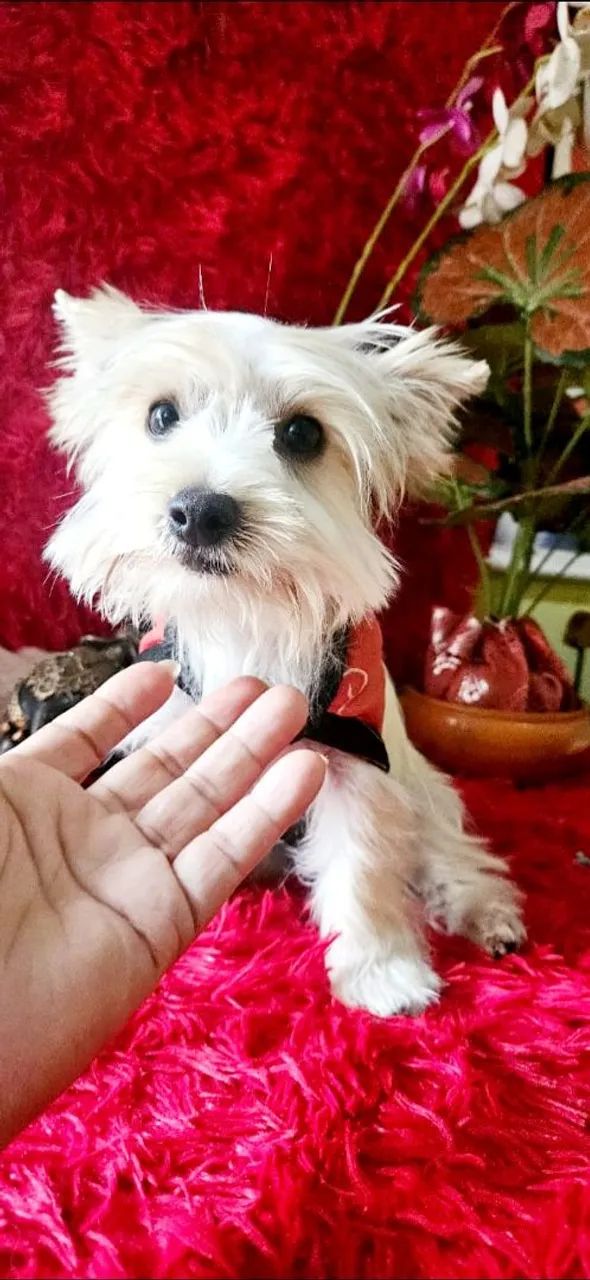 Yorkshire biwer albino com 5 meses com todas as vacinas 