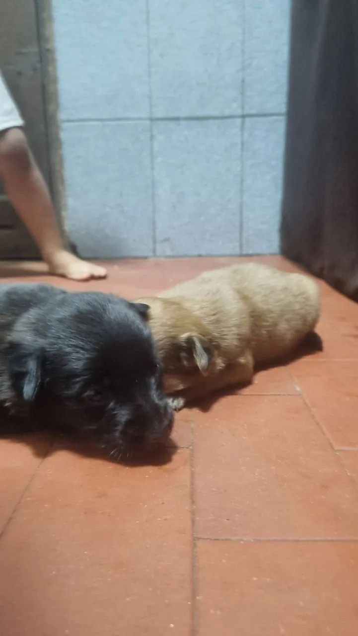Doação responsável  - Foto 5