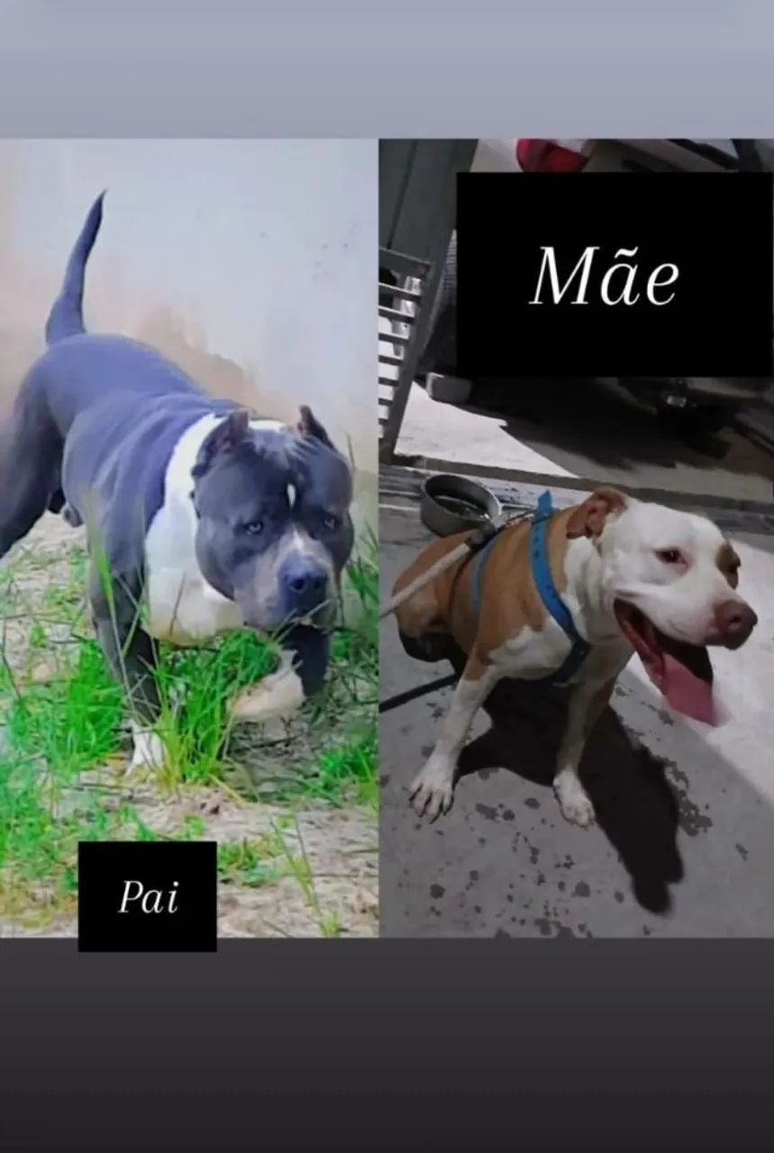 Filhote de Pit Monster  - Foto 2