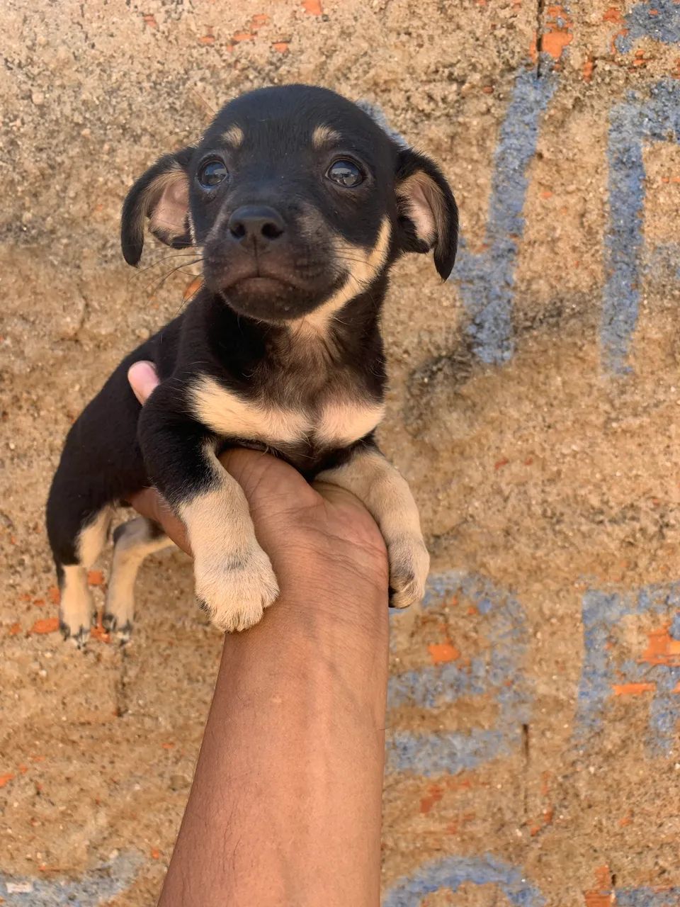 Pinscher macho - Foto 2