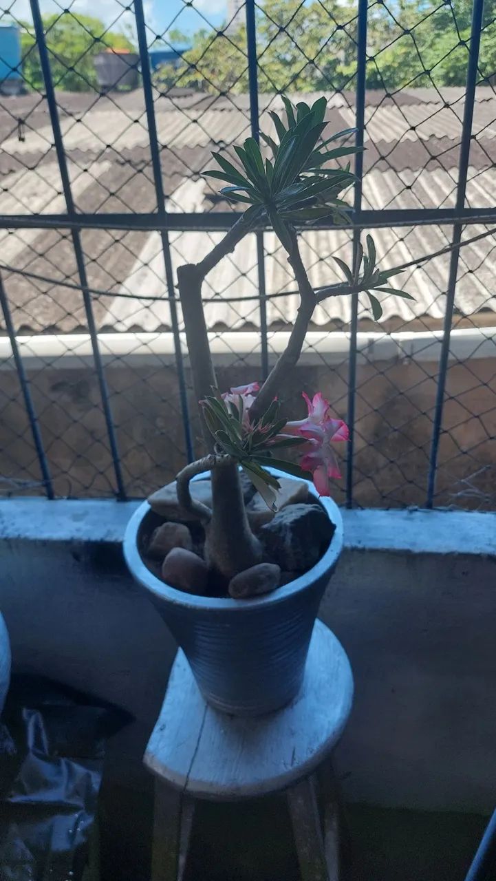 Flor do deserto com vaso M  - Foto 3