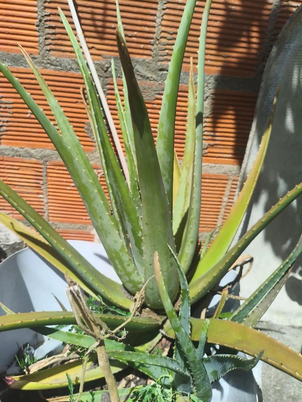 Planta Babosa 