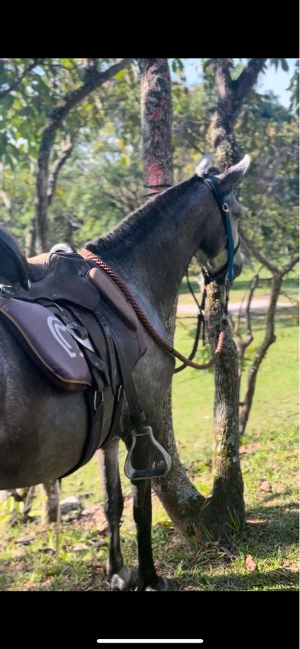 Sela de pista e cavalgada  - Foto 2