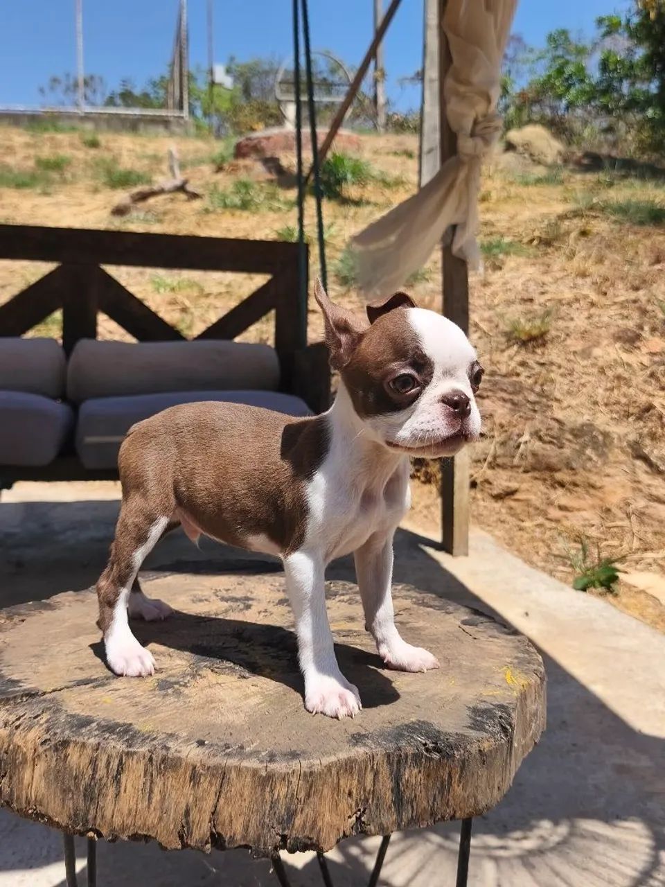 Boston Terrier Disponível 