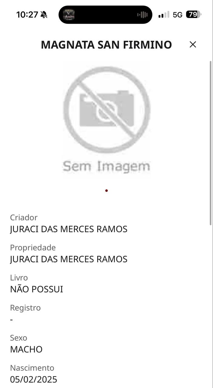 potro mangalarga  - Foto 5