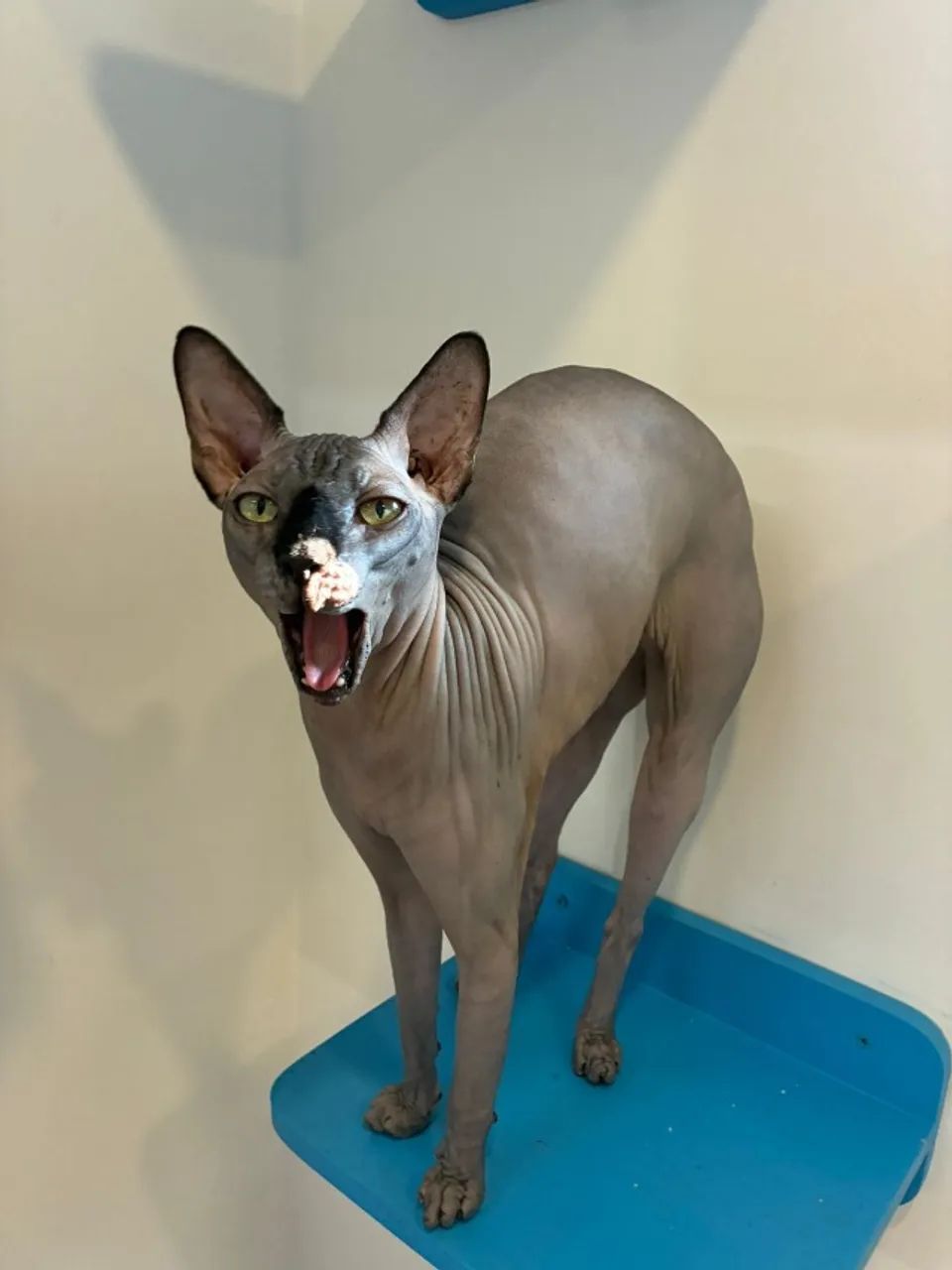 Gato Sphynx (gato sem pelo) - Foto 5