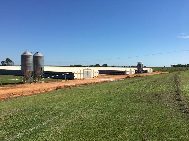Granja com área de 40 hectares, localizada a 50 km de Lucas do Rio Verde - Foto 12