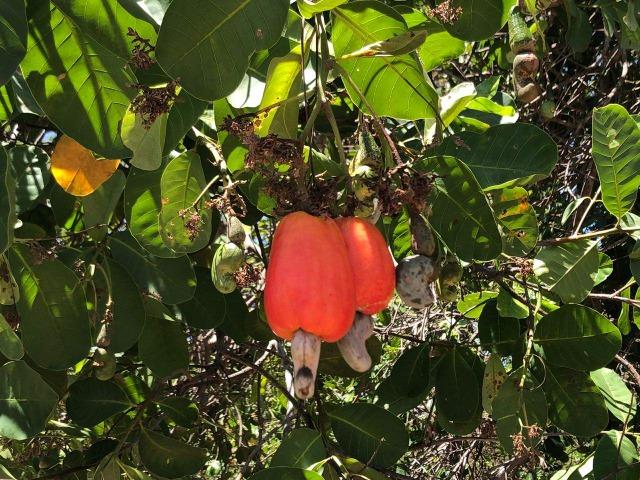 Fazenda - Paraíso do Tocantins/TO - Foto 4