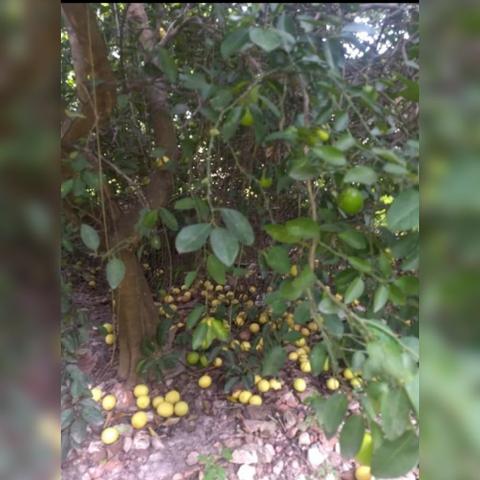 Sítio com área de 15,5hectares , Região da guia - Foto 5
