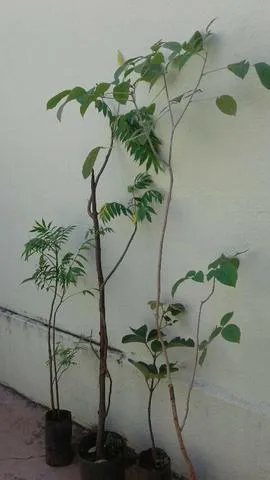 Mudas eucalipto, Frutíferas produzindo, monto pomar, plantio de grama e podas em geral