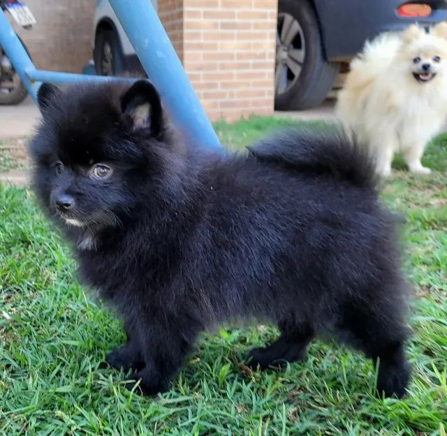 Spitz Alemão anão - Lulu da Pomerânia - FÊMEA- 12x sem juros - envio grátis. - Foto 4