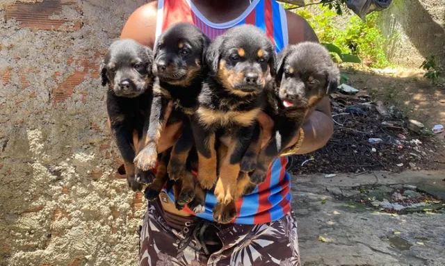 Vende-se filhotes de Rottweiler Puros  - Foto 6