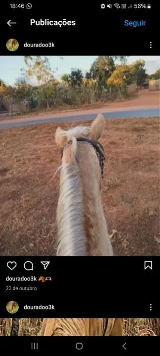 Cavalo para venda - Foto 2