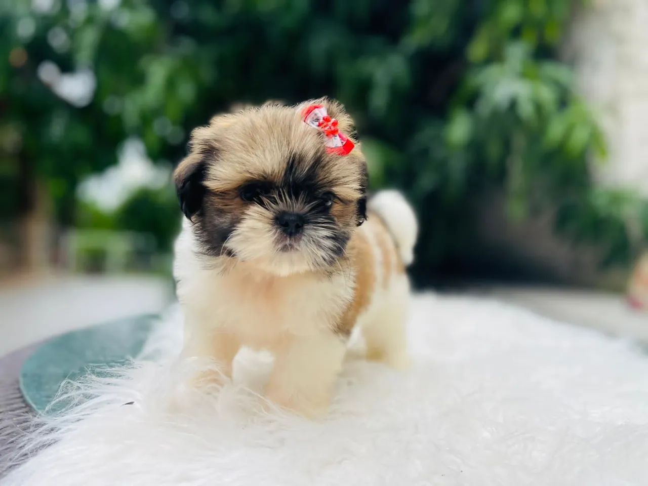 Garanta seu presente shih tzu machinho e fêmea com pedigree  - Foto 5