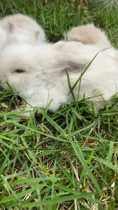 Venda filhotes de coelhos da raça Mini Fuzzy Lop - Foto 3