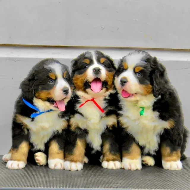 Bernese mountain best sale dog olx