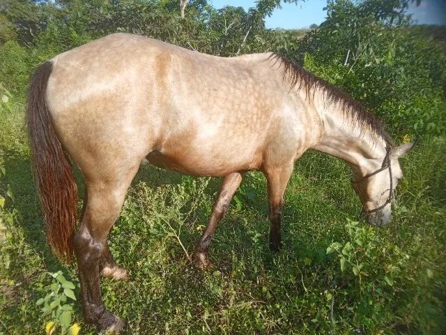 Cavalo manso de sela  - Foto 3