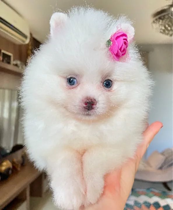 Pomerânia Fêmea, Branca  - Foto 4