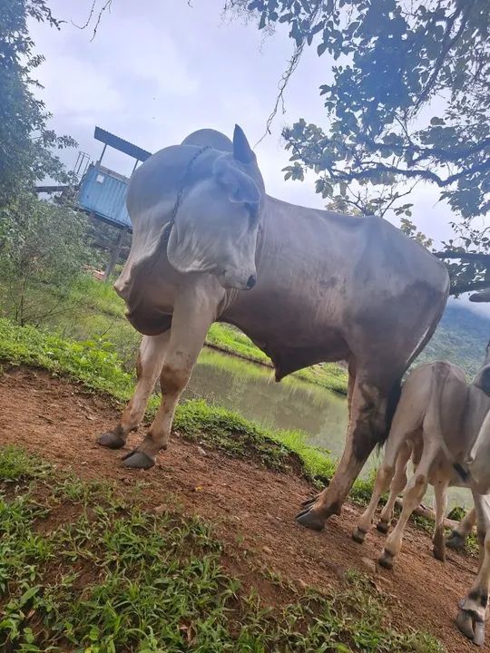 Touro nelore - Foto 4