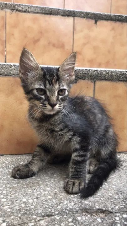 Gatinha linda para adoção 