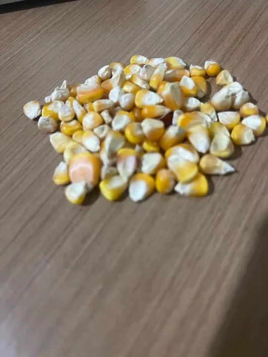 Milho em grãos 