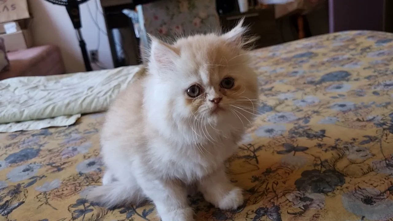 Gato Persa última fêmea em 12x 100