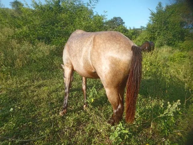 Cavalo manso de sela  - Foto 4