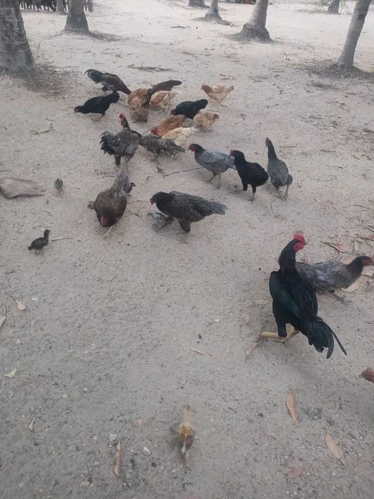 Galinhas e galos para venda - Foto 5