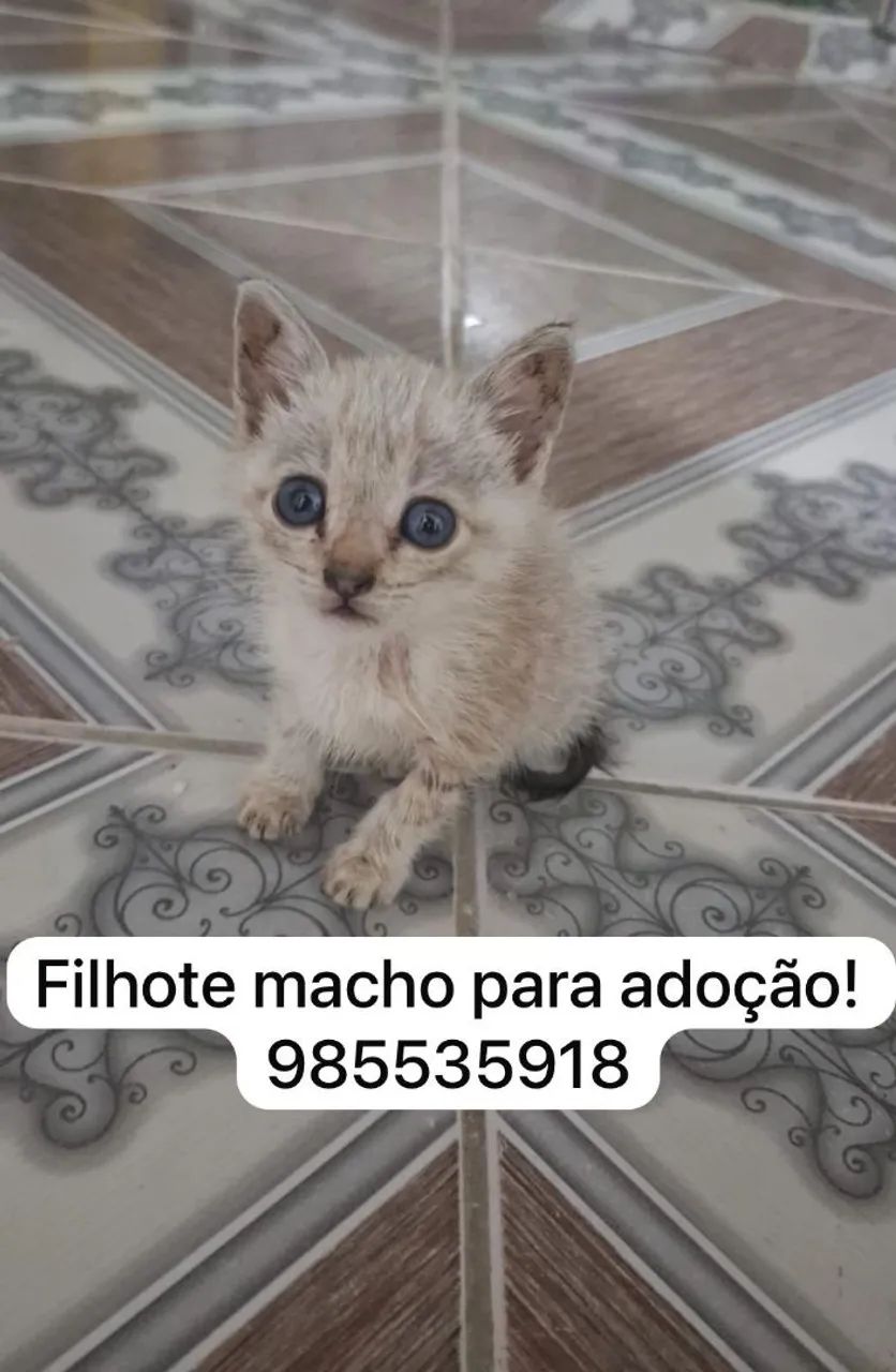 Lindos filhotes para adoção! - Foto 3