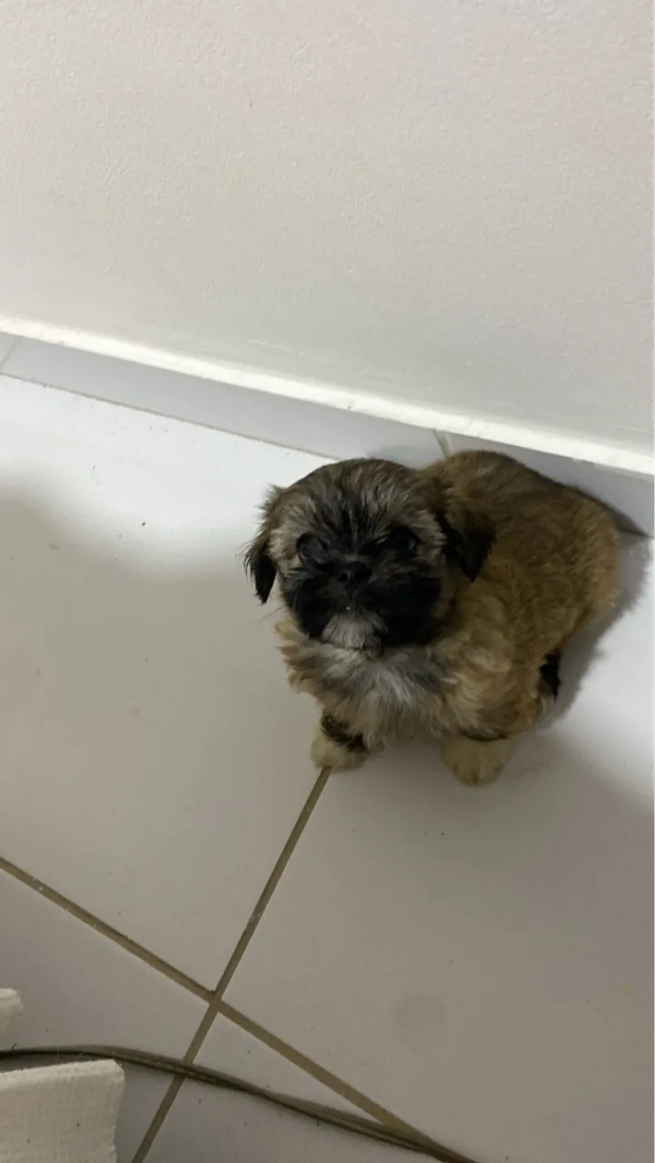 Filhote Shih Tzu fofo e carinhoso