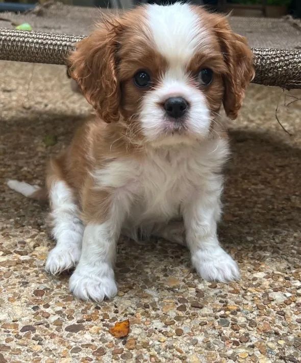 Cavalier King Charles Spaniel com charme clássico e muito amor
