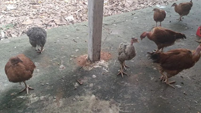 Pintos já vermifugados e bem crescidos