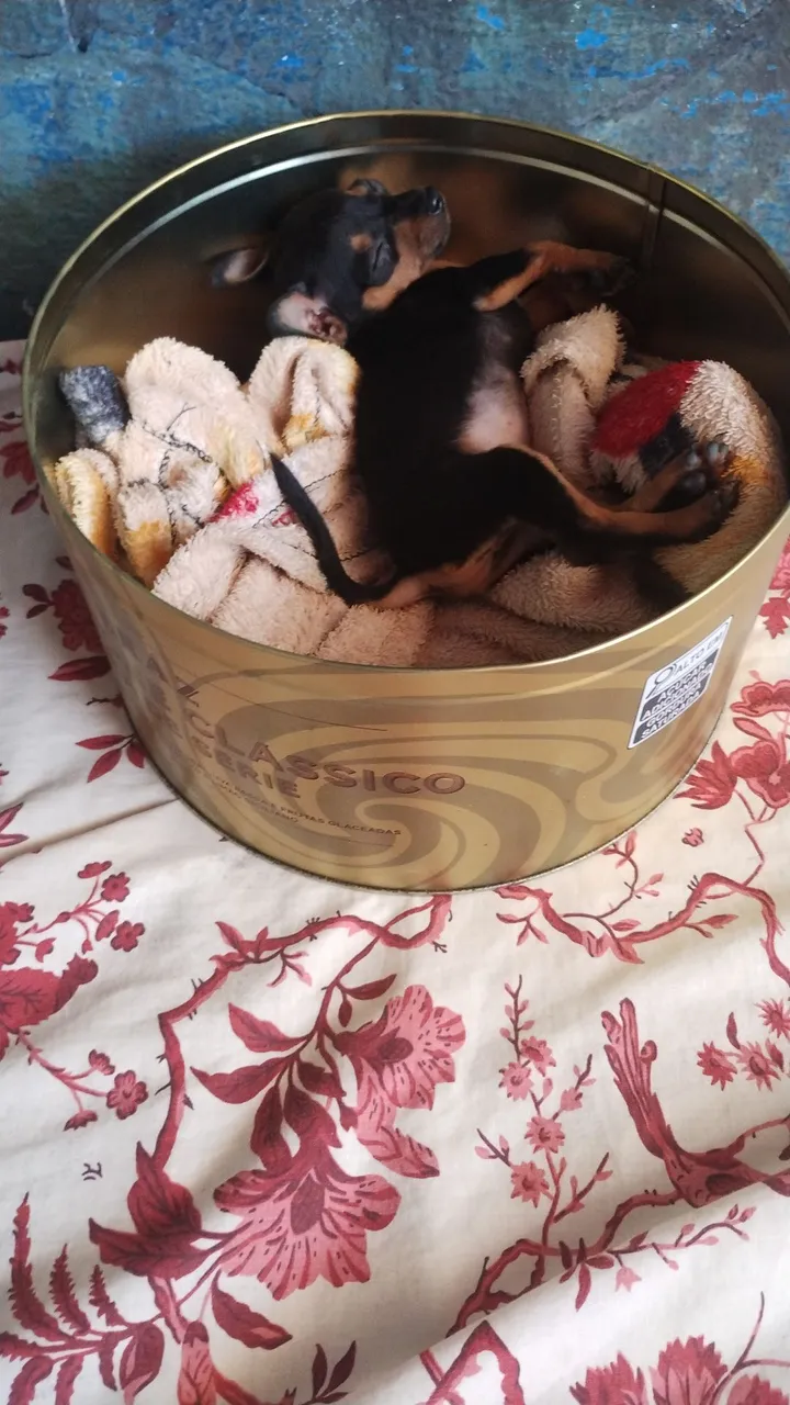 Filhote de Pinscher 00