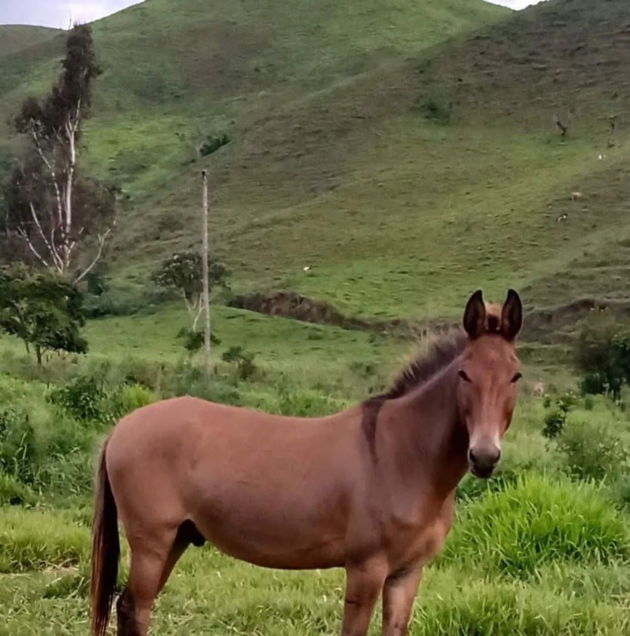 Vendo Burrinhos  - Foto 2