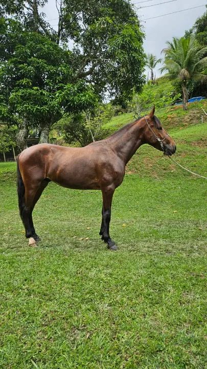 Potro Mangalarga Marchador - Foto 4