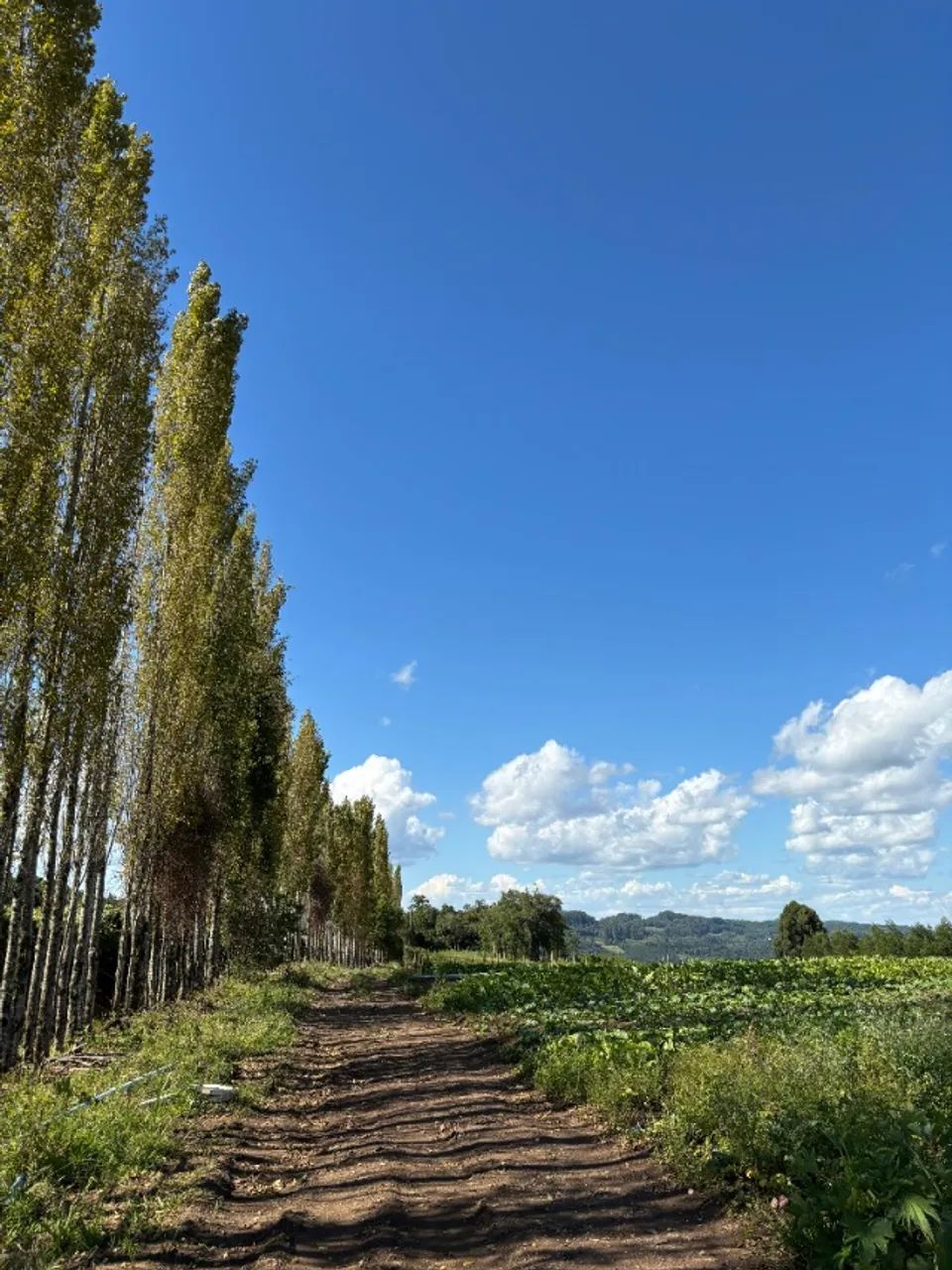 Área de Terra 5he São Gotardo de Vila Seca - Foto 3