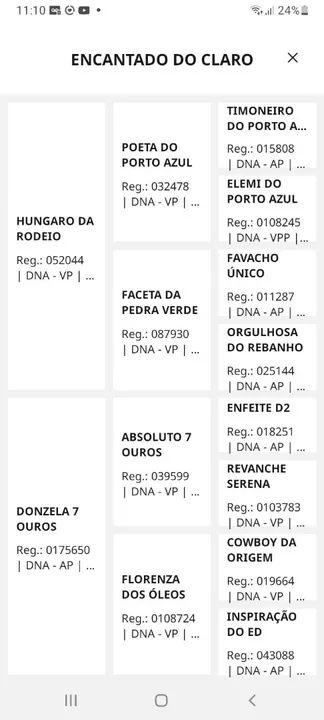 Potro Mangalarga Marchador - Foto 5