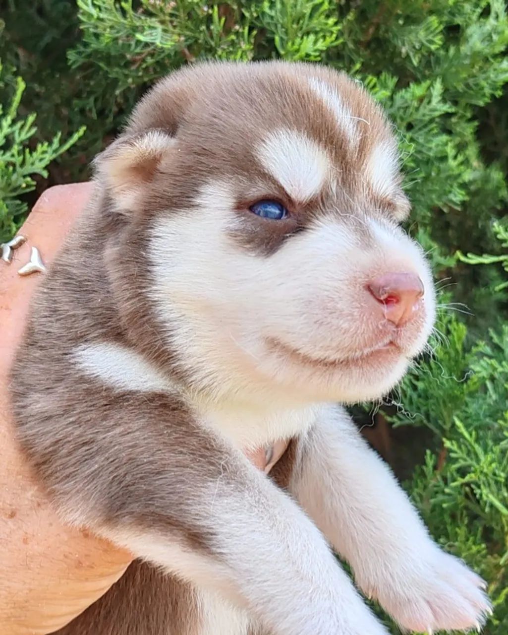 Fofuxos Doguinhos Husky Siberiano 