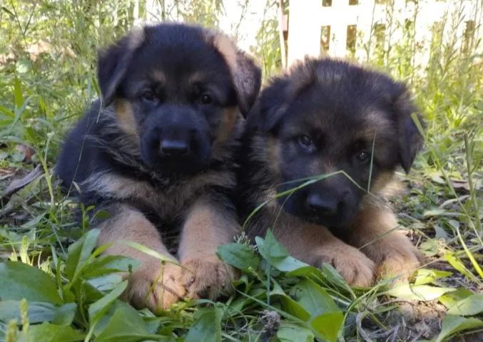 Pastor Alemão- Lindos FILHOTES com Procedência garantida: pedigree, vacina e contrato!