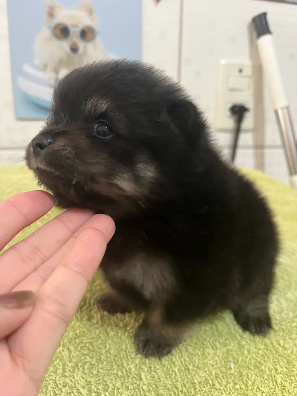 Lulu da Pomeranea  - Foto 2