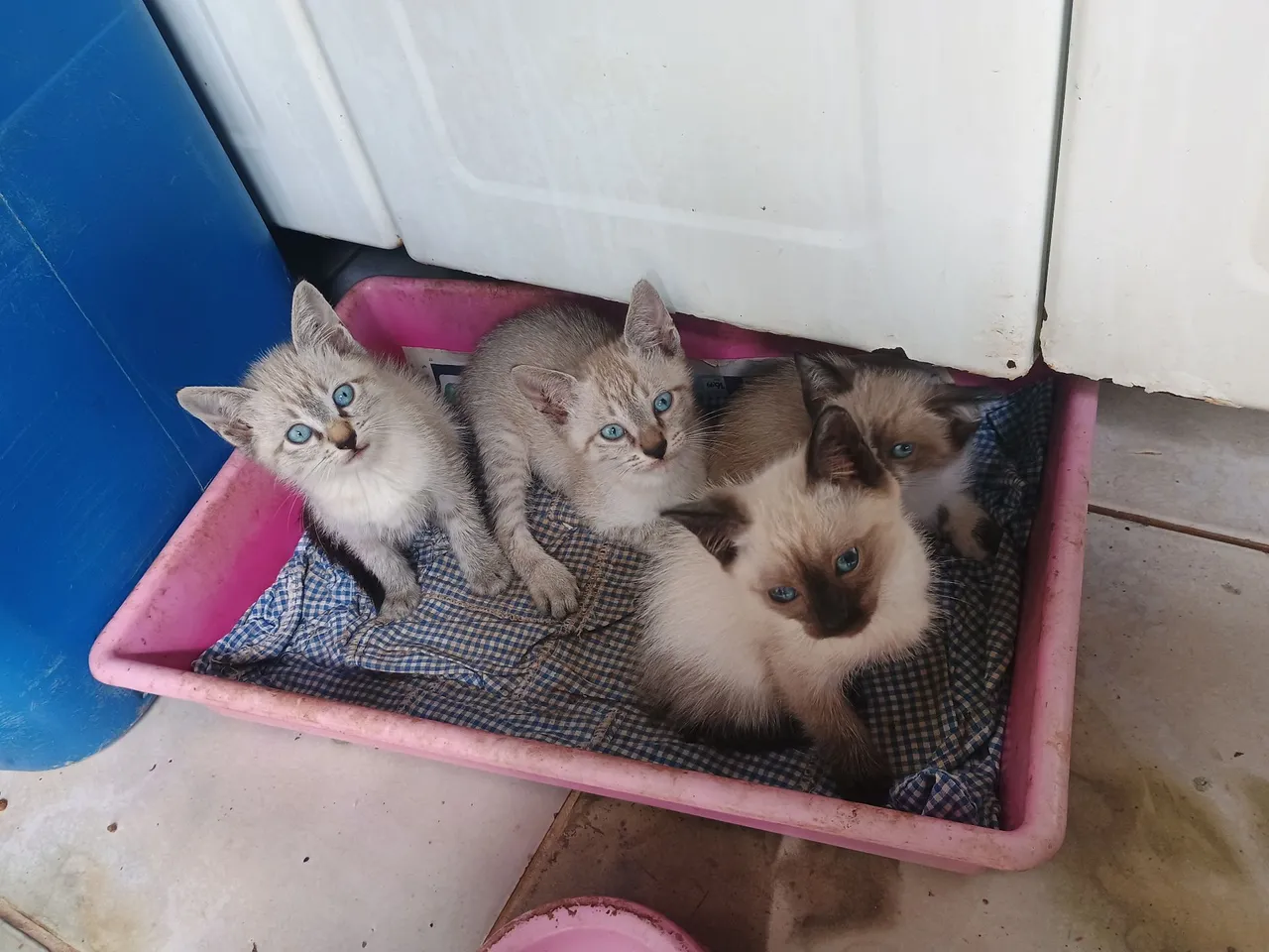 Gatinhos fofinhos para adoção