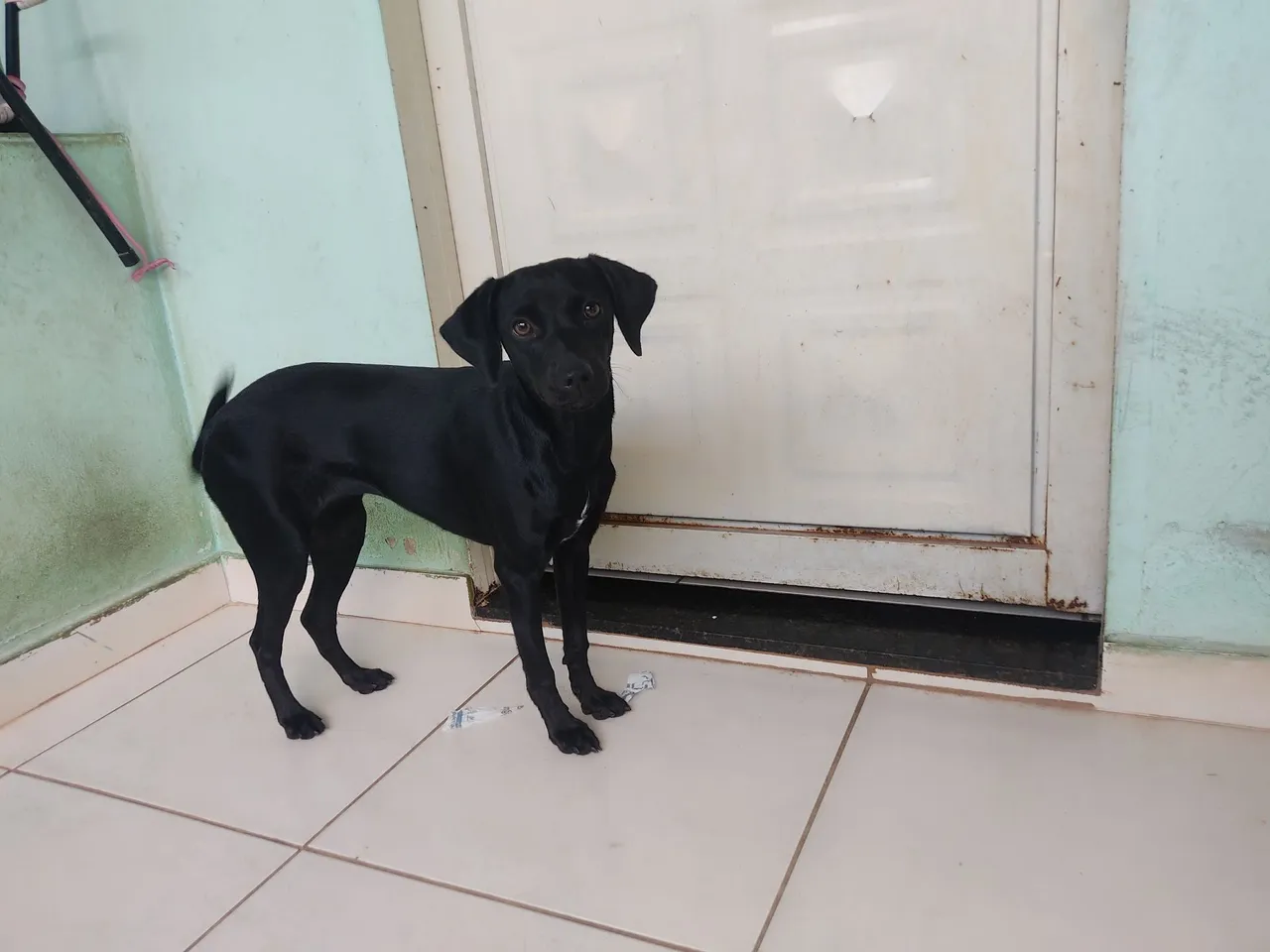 Cachorra preto lindo para adoção