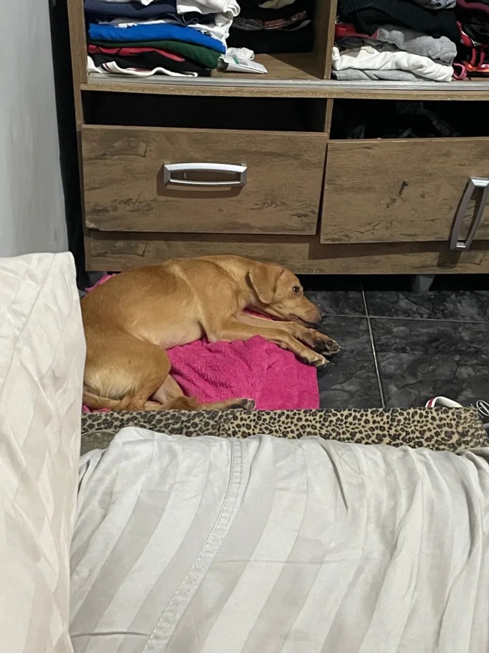 Filhote de cachorro disponível para adoção - Foto 2