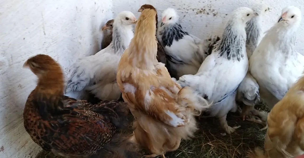 Lote de frangos Brahmas, raça pura - Foto 4