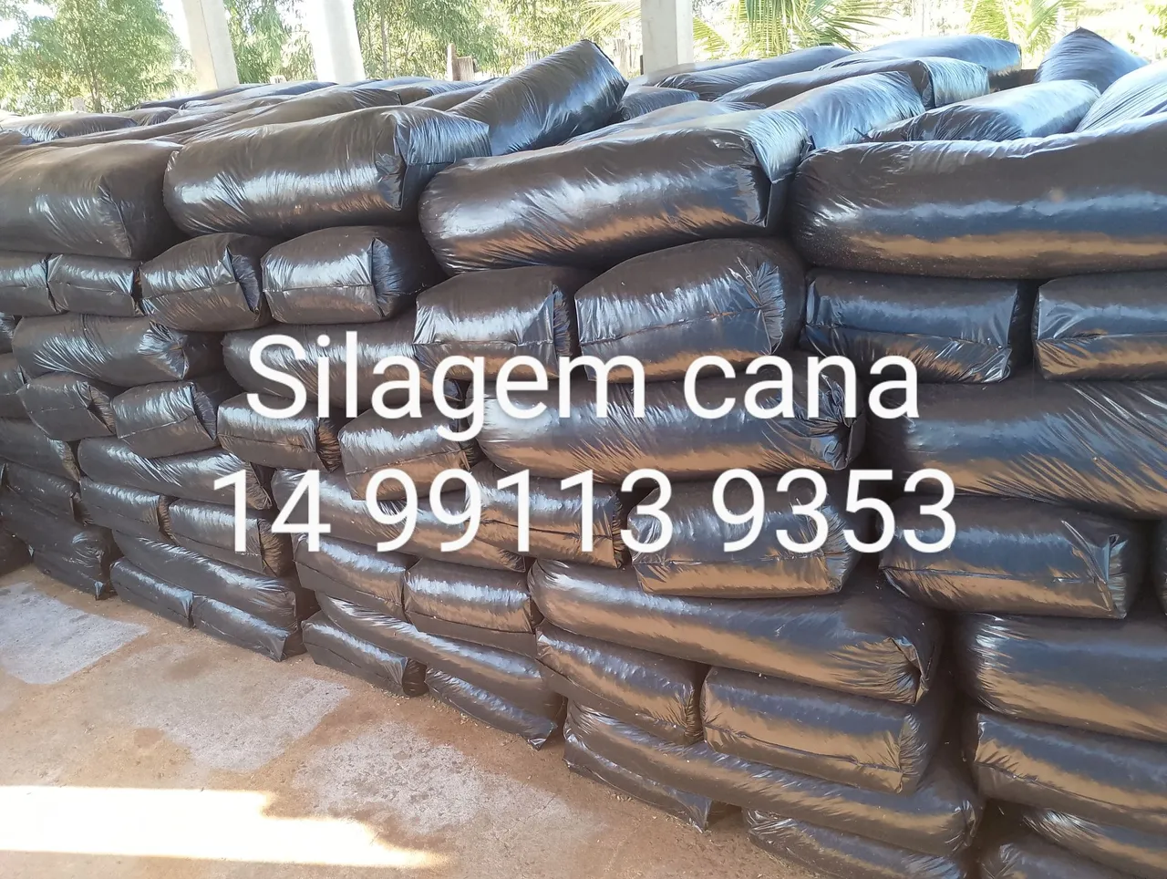 Silagem de Cana - Qualidade Garantida!