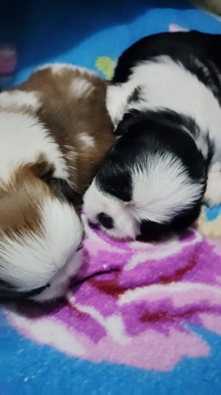 Filhotes de Shih Tzu - Uma fofura!