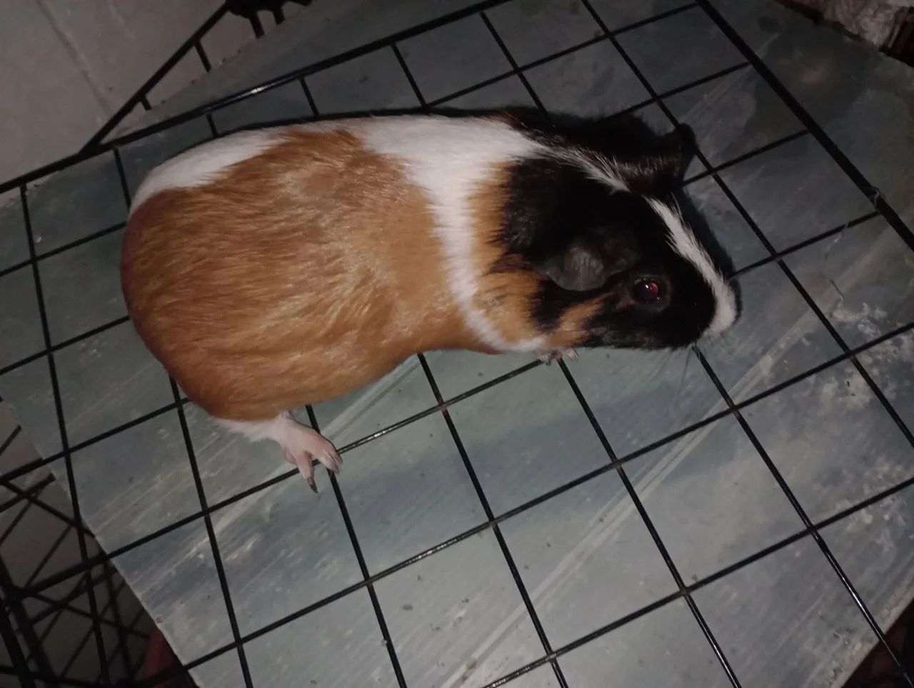 Porquinha grávida  .