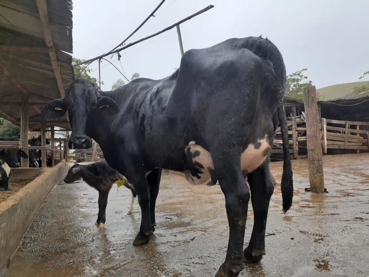 Vacas Girolando 3/4 e 7/8  Leiteiras - Produção de Leite - Foto 5